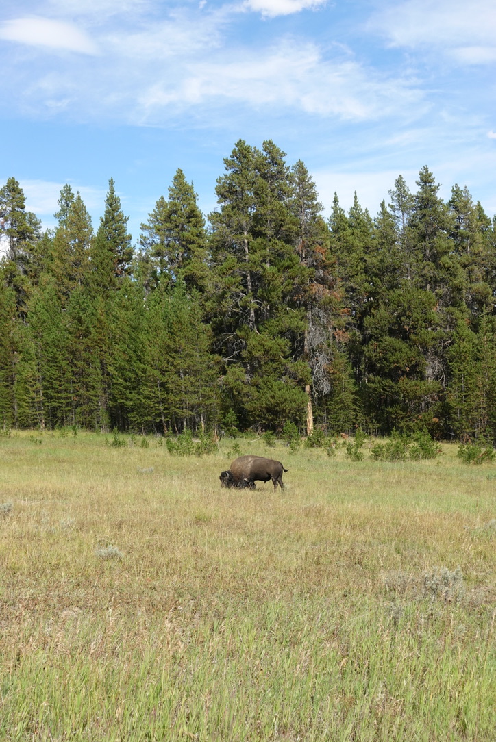 A bison grazing in a meadow