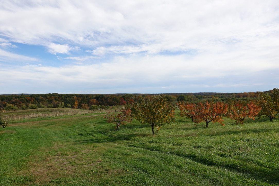 An orchard in fall color